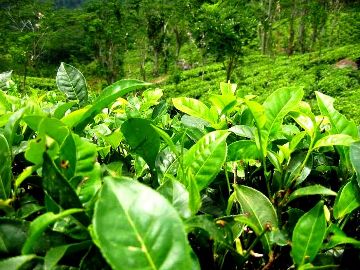 Camellia sinensis